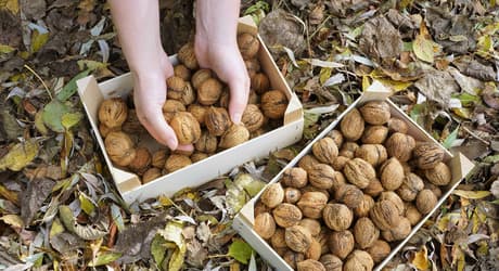 Hands full of nuts