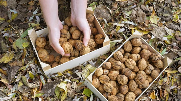 Hands full of nuts