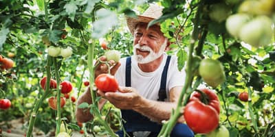 TOMRA tomato sorting