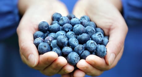 TOMRA Blueberry sorting