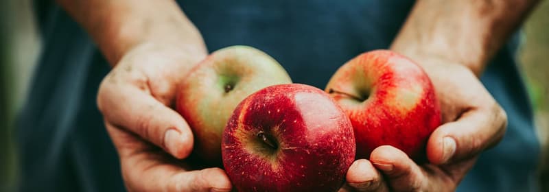 TOMRA apples sorting