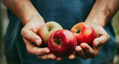 TOMRA apples sorting