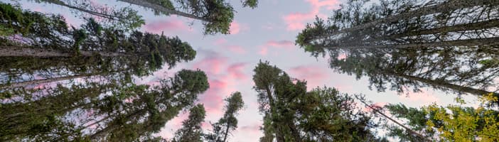 Trees see against a pink and blue sky
