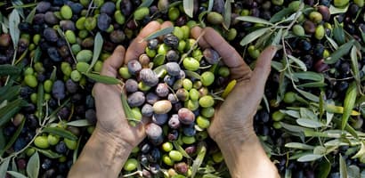 Fruit-select your product-Olives