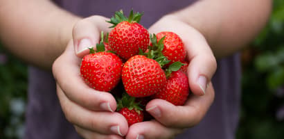 Fruta-seleccione su producto-Fresas
