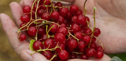 Hands holding redberries
