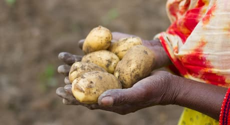 Hands holding potatoes