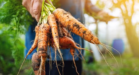 Hand holding carrots