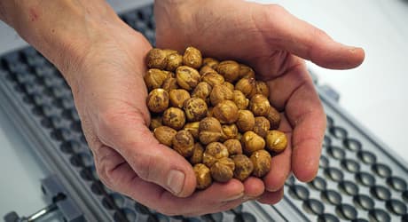 Hands holding hazel nuts