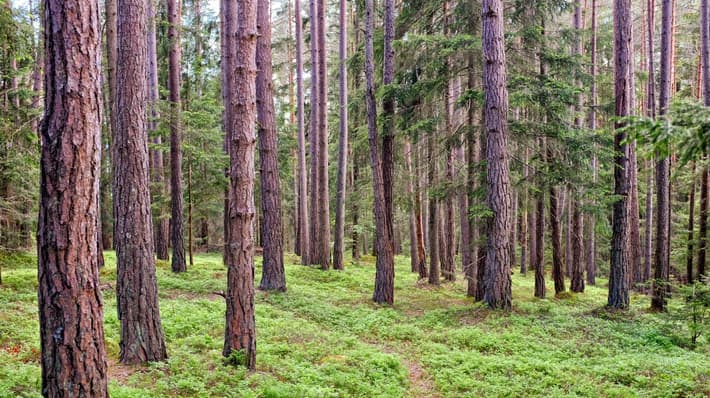 TOMRA_Trees are circular by nature-web ver