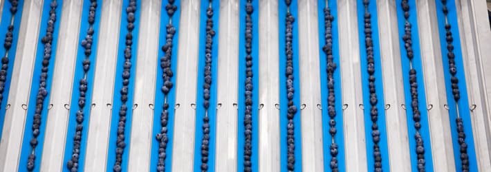 Blueberries on TOMRA's 5S conveyer belt