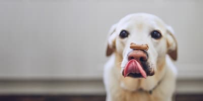 TOMRA Food dog treat