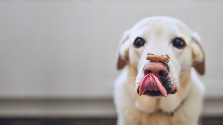 TOMRA Food dog treat