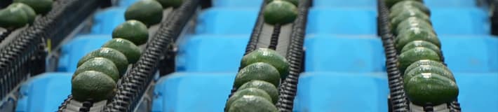Oranges moving on a 5SA through the Spectrim grading system