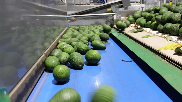 Avocados sorted automatically in TOMRA sorting machine