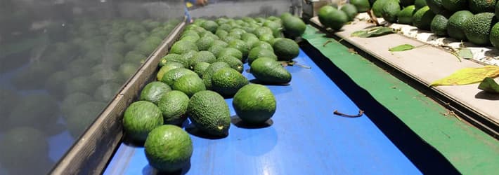 Avocados sorted automatically in TOMRA sorting machine