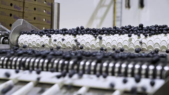 An image of blueberries moving across a blueberry eliminator machine as part of blue berry filling