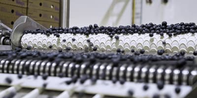 An image of blueberries moving across a blueberry eliminator machine as part of blue berry filling
