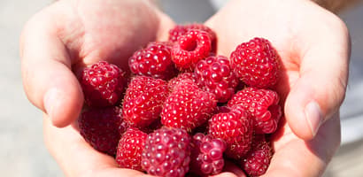Hands full of raspberries
