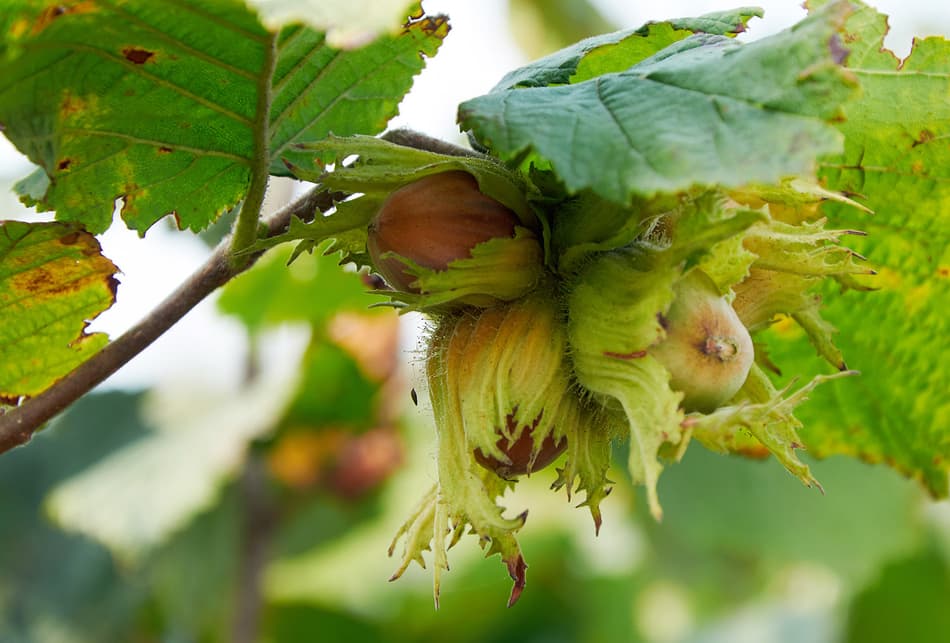 Nuts on tree