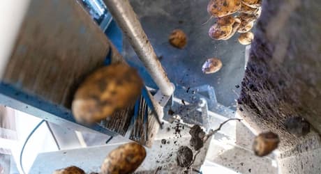 Whole potato sorting machine