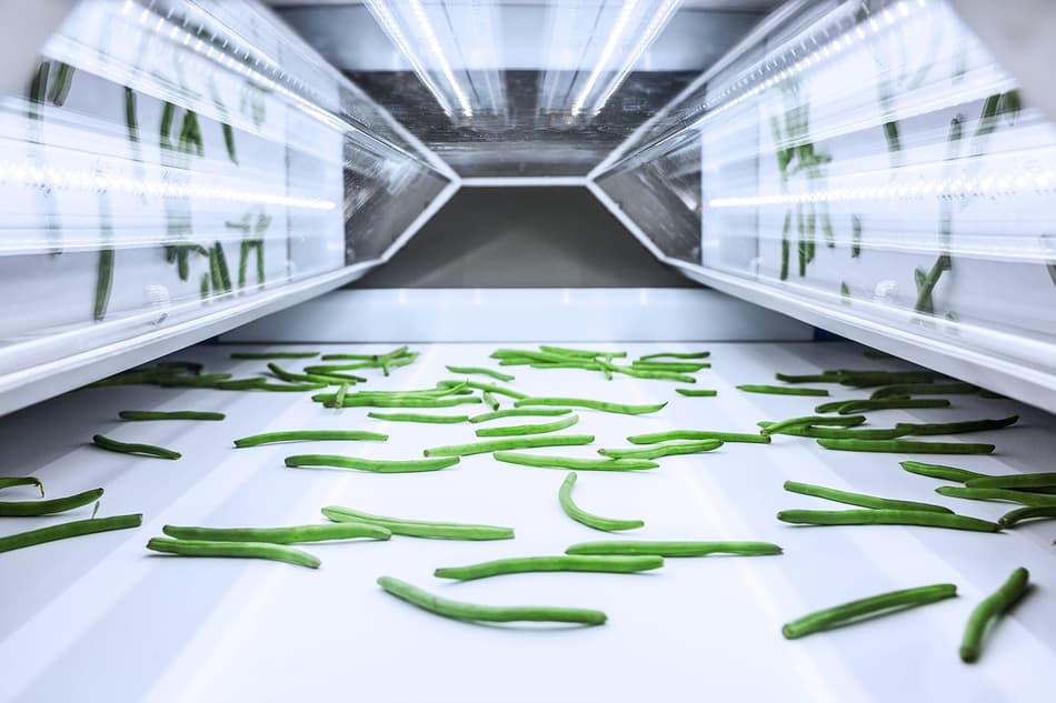 Green beans on an TOMRA 5B sorting machine