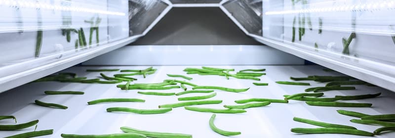 Green beans on an TOMRA 5B sorting machine