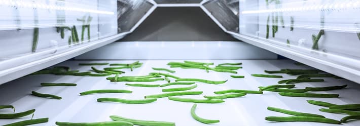 Green beans on an TOMRA 5B sorting machine