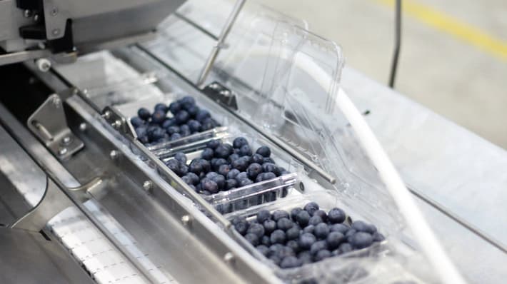 blueberries lid closer