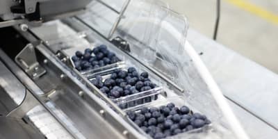 blueberries lid closer
