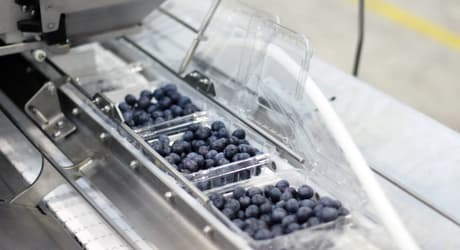 blueberries lid closer