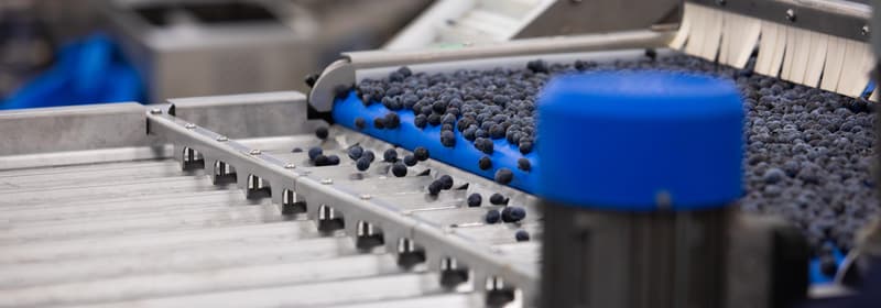 Blueberries on conveyer belt