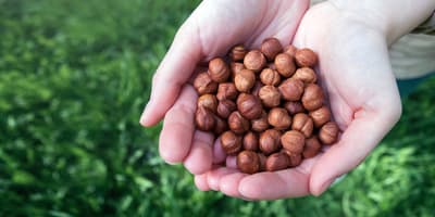 Nuts-Hazelnuts-Hero