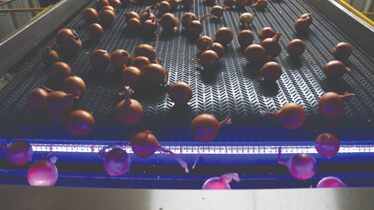 Onions-KB-3