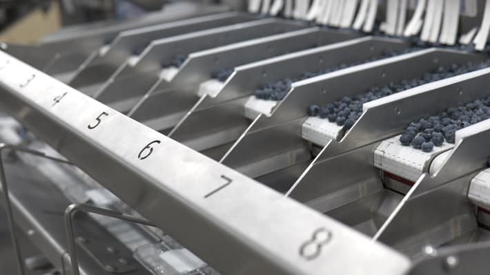 Blueberry packing and filling machine