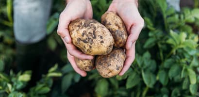 Potatoes-select your product-Field