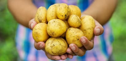 Potatoes-select your product-Fresh Pack Potatoes