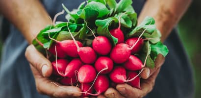 Radishes-KB-1