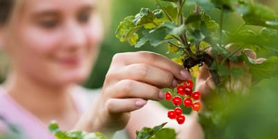Redberries harvesting