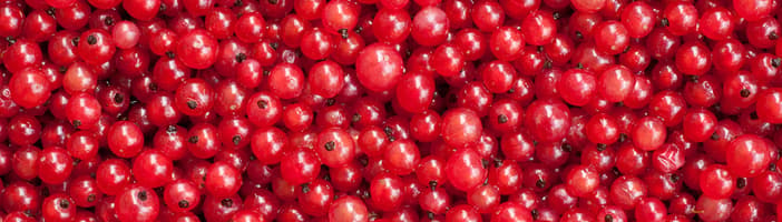 TOMRA berry sorting