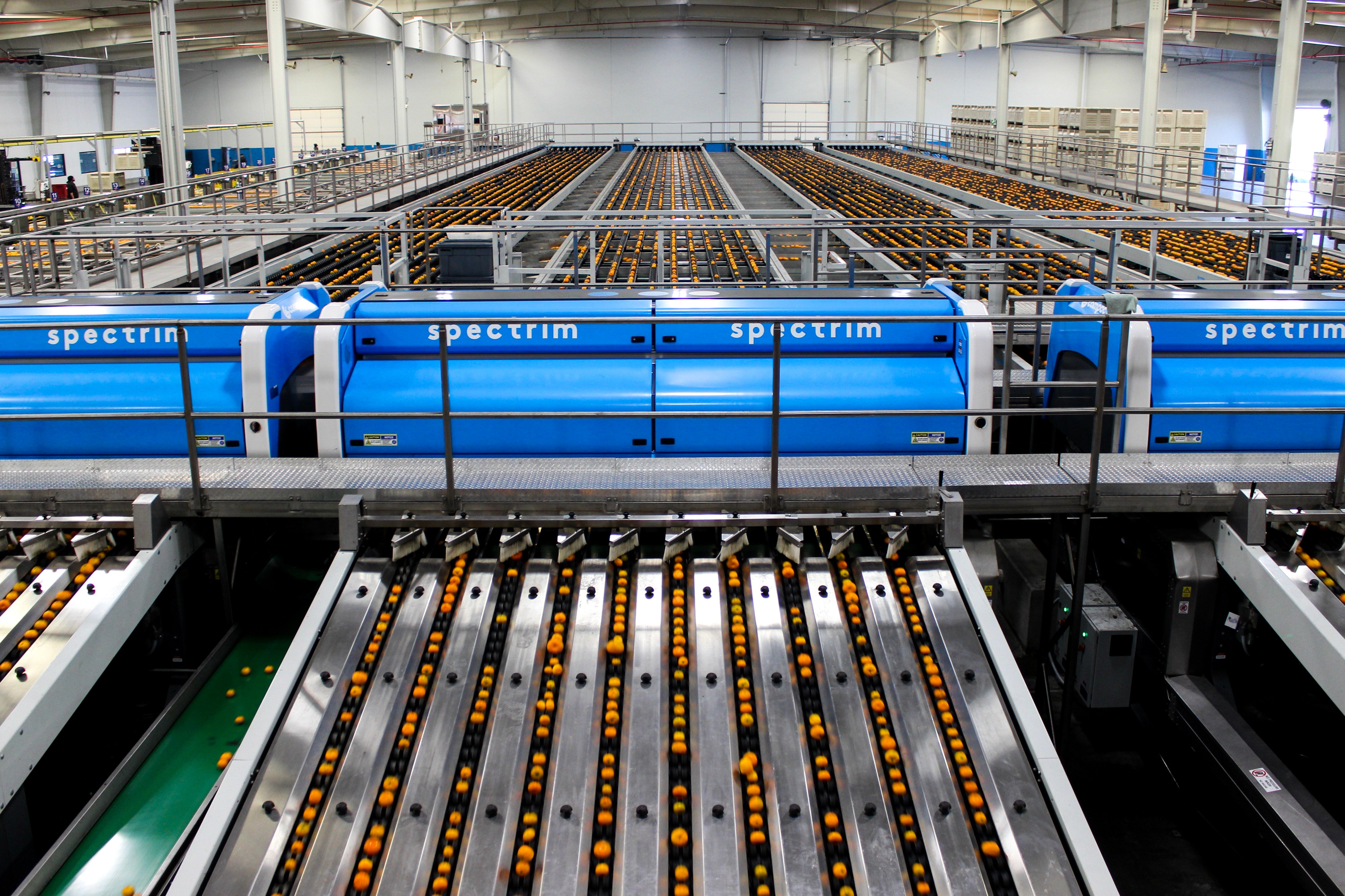 Oranges moving on a 5SA through the Spectrim grading system