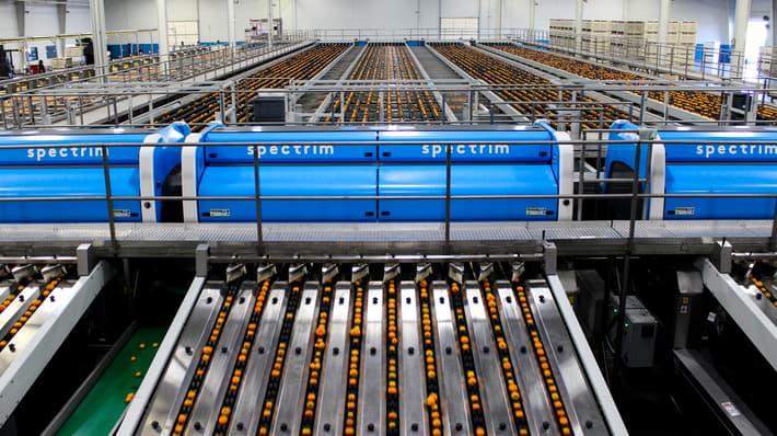 Oranges moving on a 5SA through the Spectrim grading system