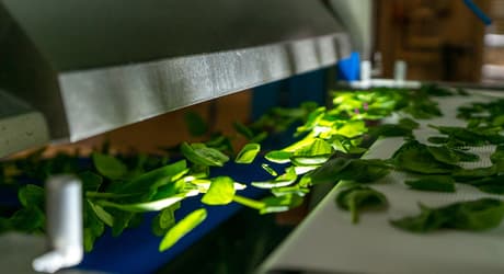 Spinach on a TOMRA 5B