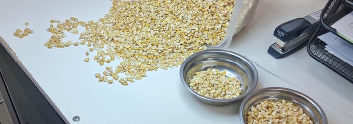 Corn at Uwafen seeds