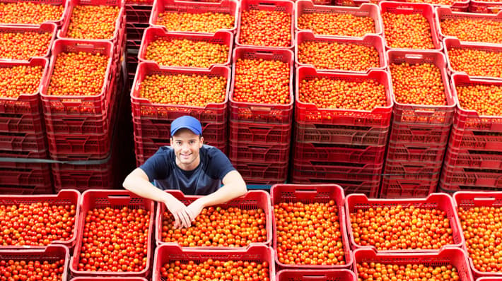 Tomato picture_2