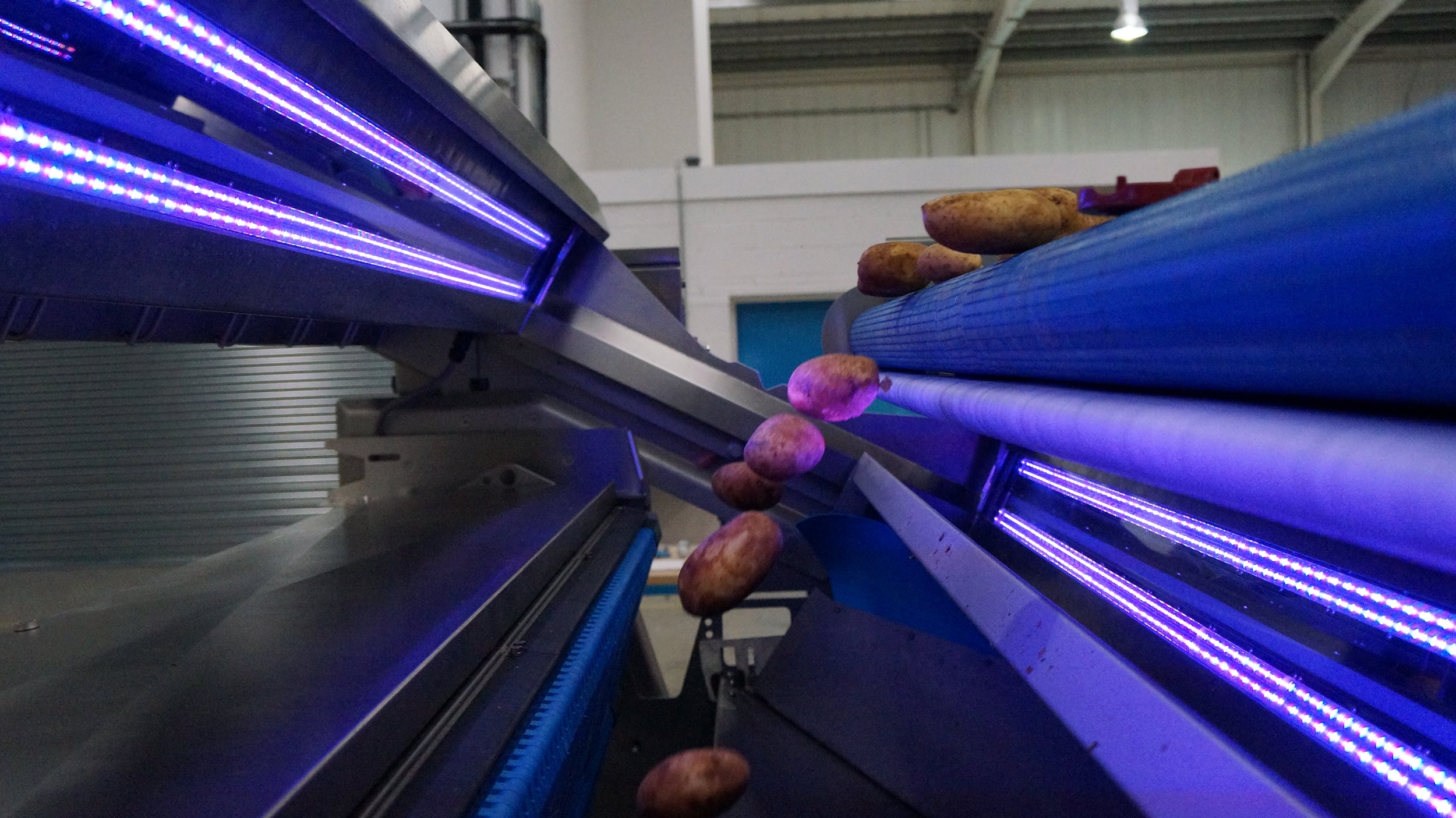 Potatoes in TOMRA 5A machine