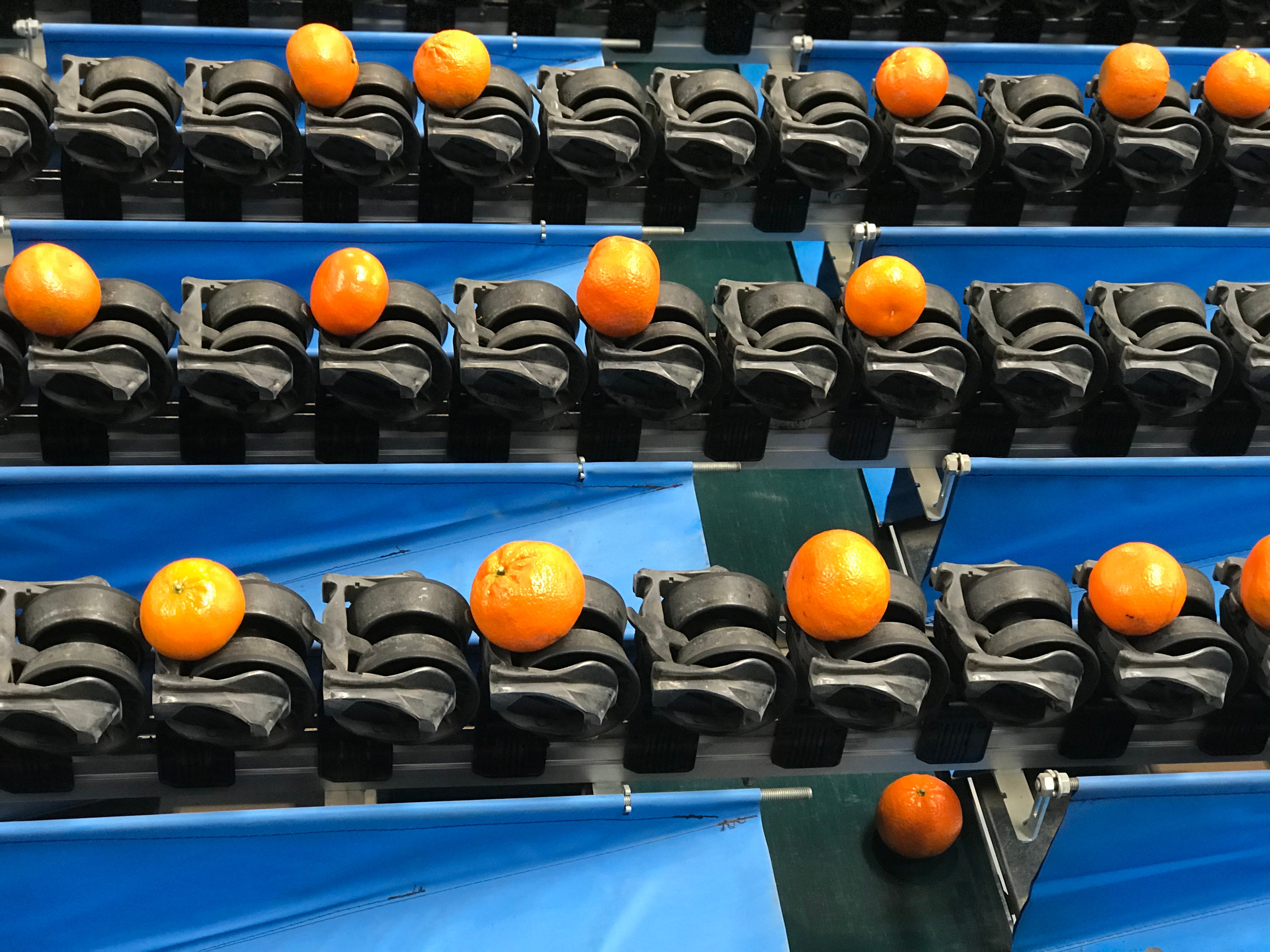 Oranges moving through the TOMRA 5S Advanced