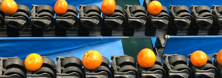 Oranges moving through the TOMRA 5S Advanced