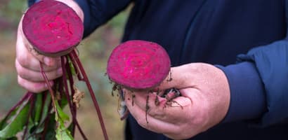 TOMRA Food beetroot sorting