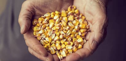 TOMRA Food corn sorting